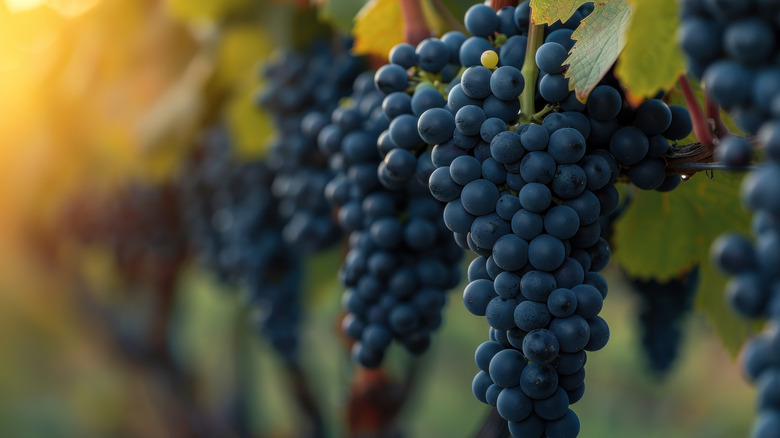 close up of wine grapes on the vine