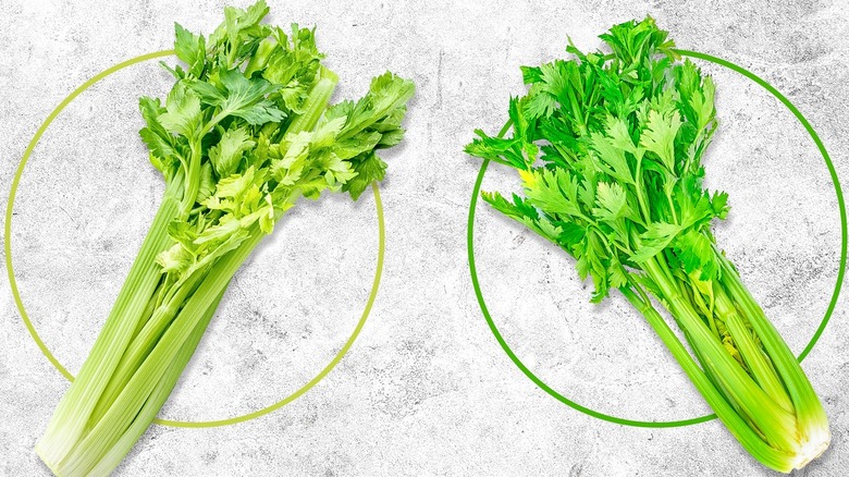 two celery types