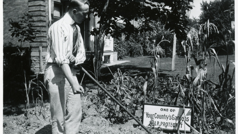 An American man tends his victory garden.