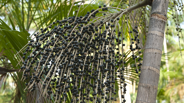acai berries growing on trees