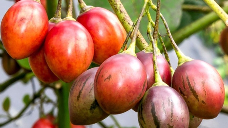 Tree tomatoes on plant