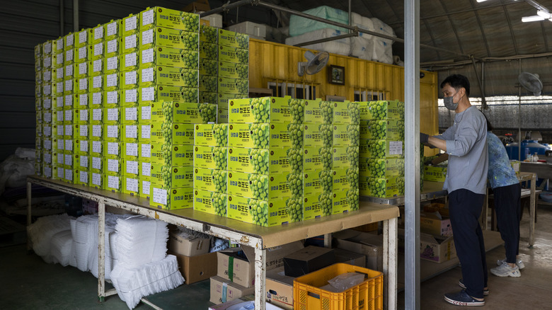 Shine Muscat farmers working