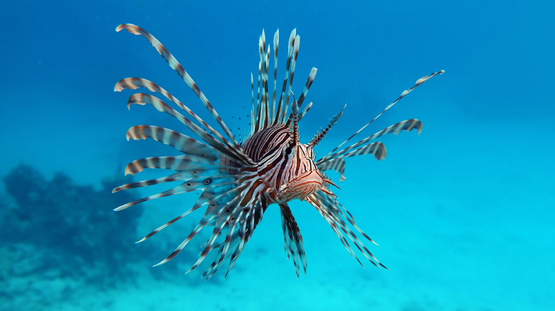 Lionfish in the ocean