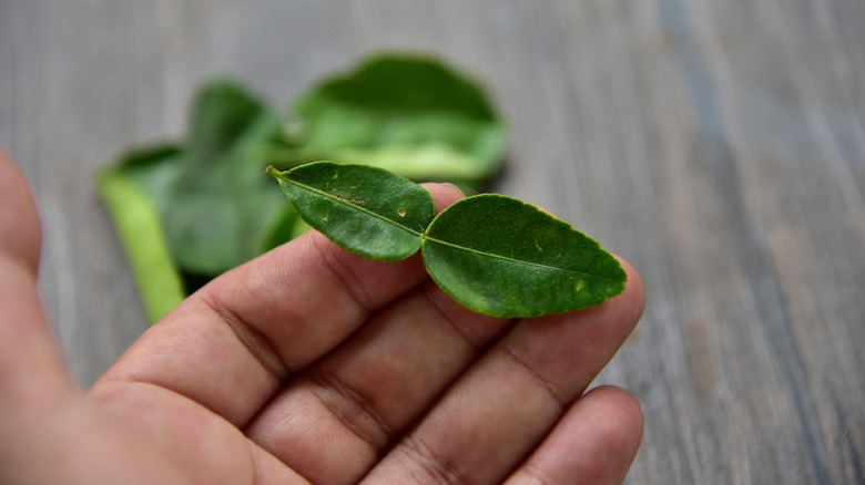 makrut lime leaf held in hand