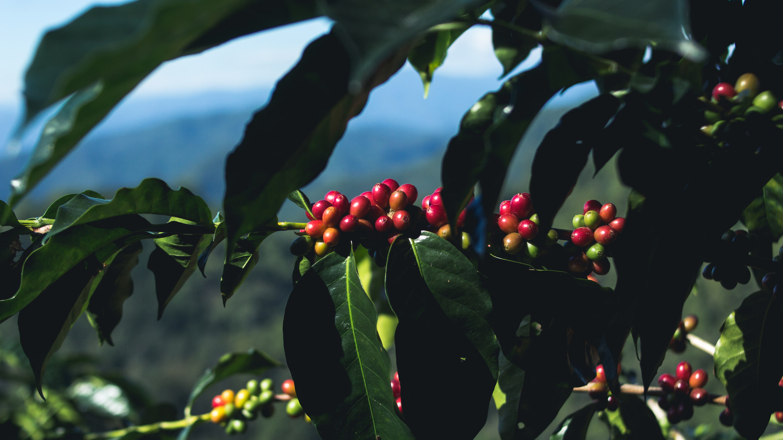 What Are ShadeGrown Coffee Beans And Are They Sustainable?