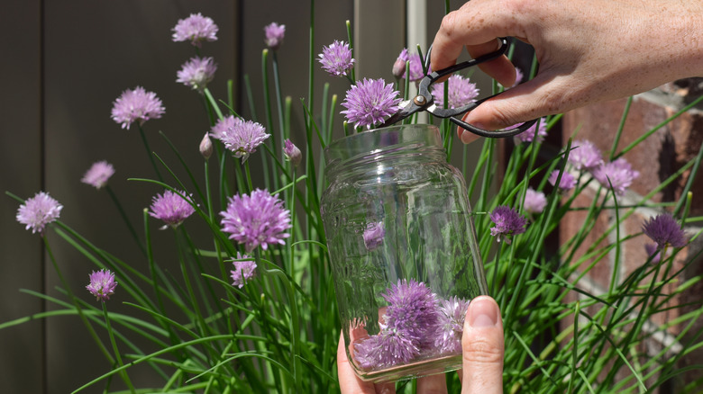 White wine vinegar in jar