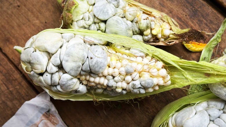 Close-up of harvested huitlacoche on ear of corn