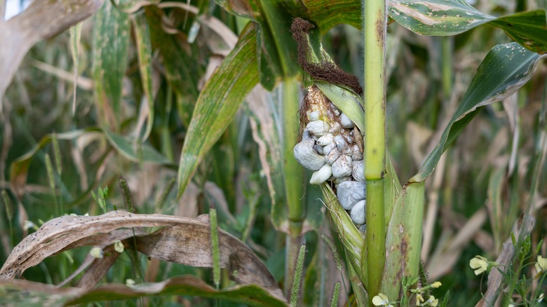 Huitlacoche fungus growing on ear of corn