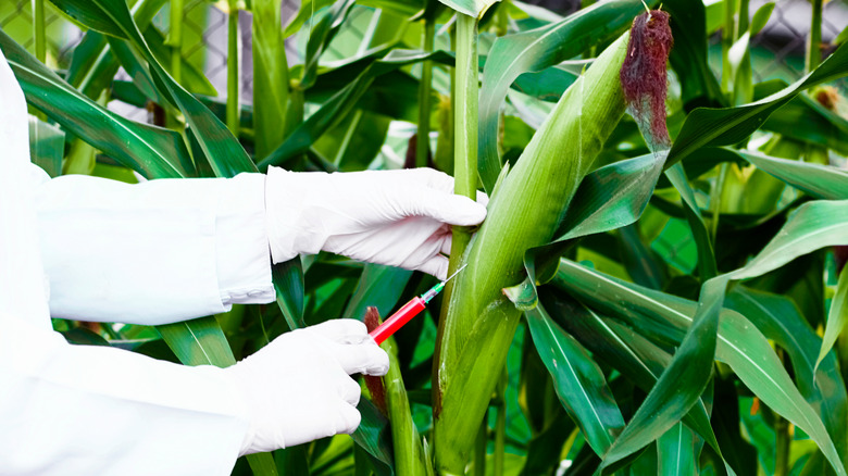 Gloved person injecting ear of corn with needle