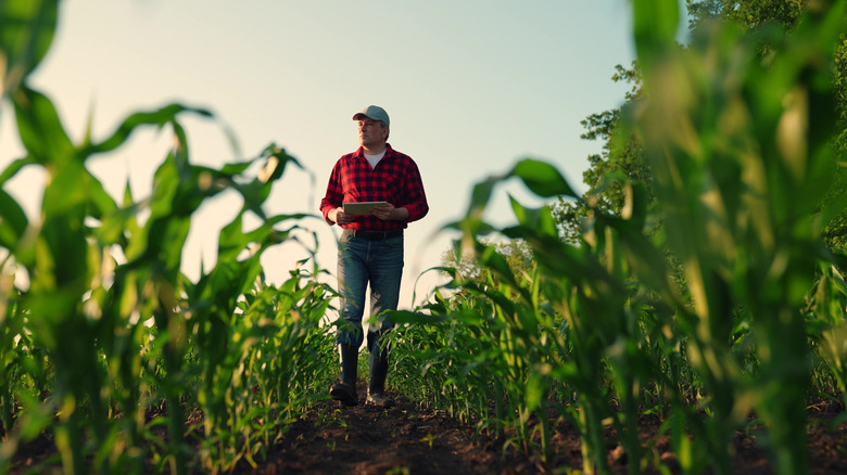 Farmer in corn field
