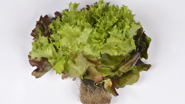 A close-up of a head of romaine lettuce with roots still attached