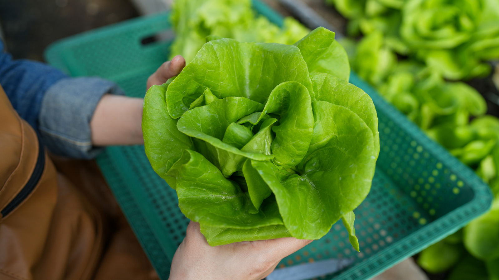 What Exactly Is Living Lettuce, And How Do You Keep It Alive?
