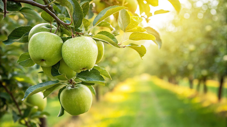 Green apples in an orchard