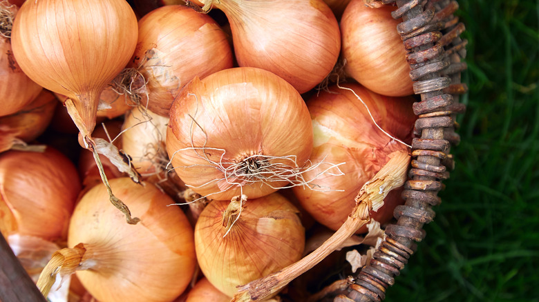 Fresh onions in a basket