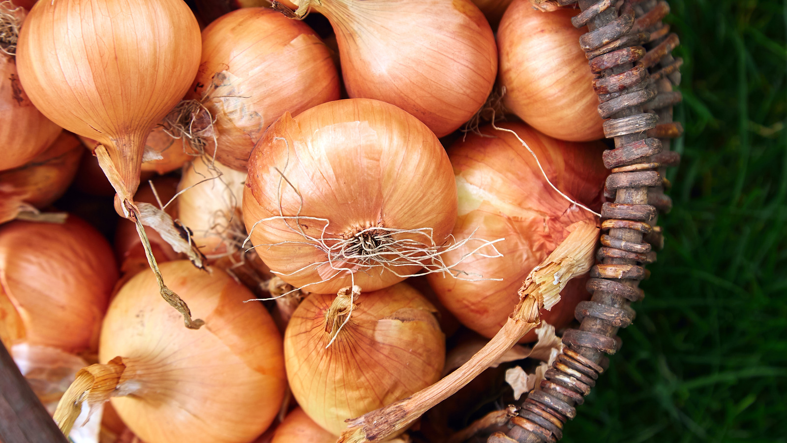 What Happens If You Refrigerate Onions?