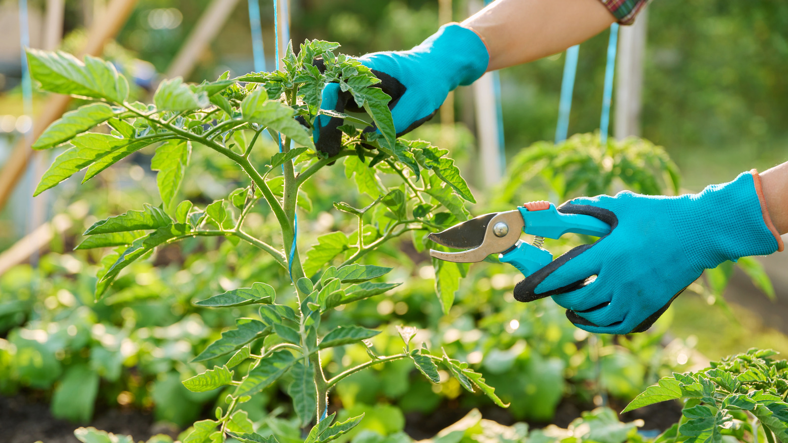 What Happens When You Cut The Tops Off Tomato Plants?
