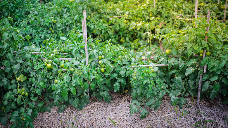 Determinate tomato plants grow in bushes along trellis