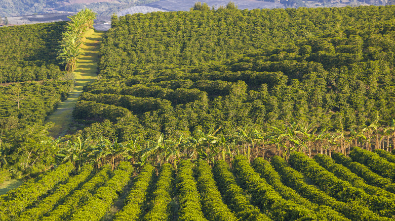 High altitude coffee orchard