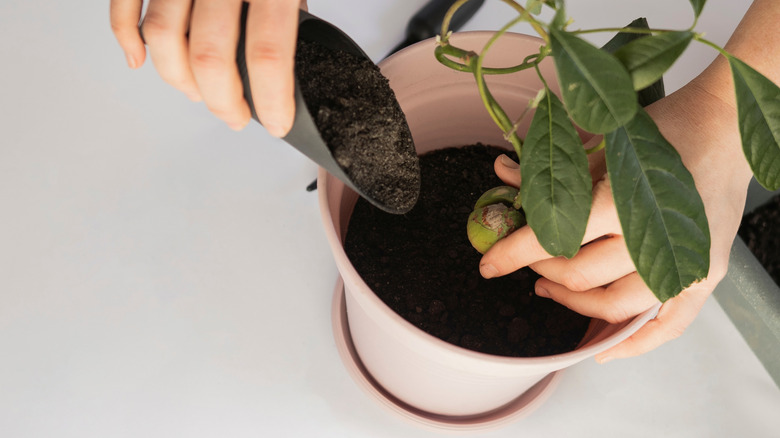 A person transplanting a young avocado tree plant into a new pot