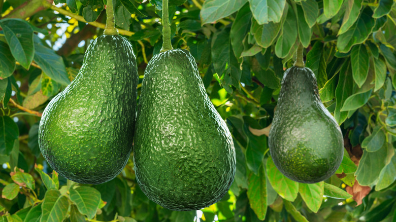 A healthy dwarf avocado tree growing indoors