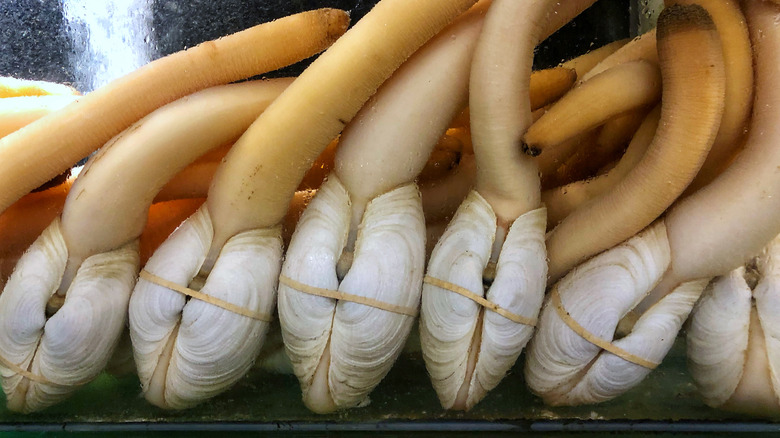 Live Pacific geoduck