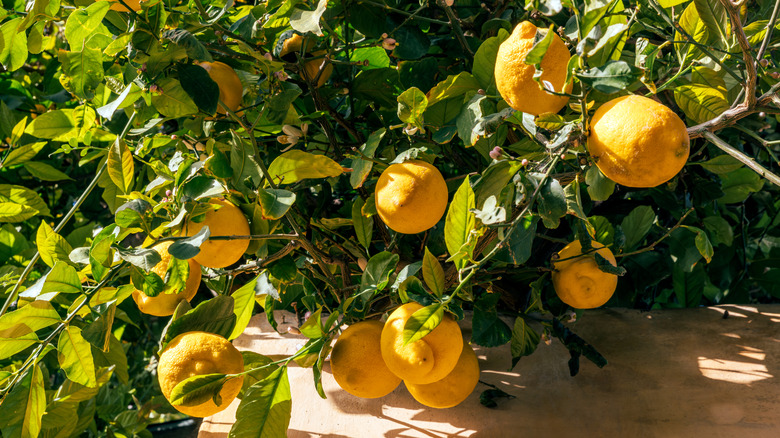 Yellow lemons on a lemon tree
