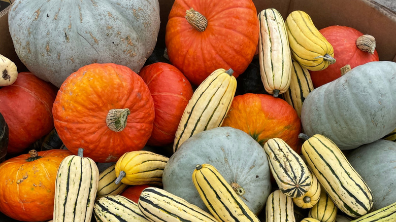 Various types of squash