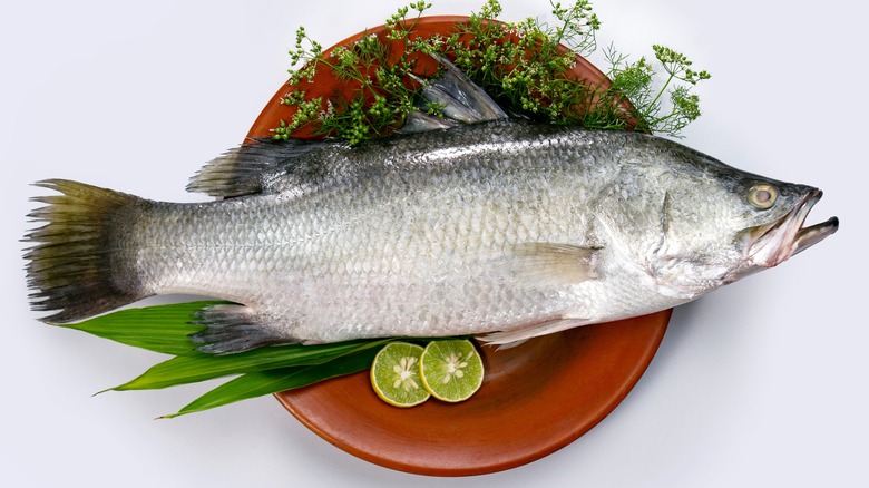 Raw barramundi fish on plate