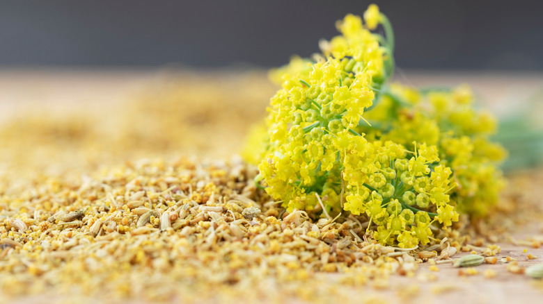 Fennel pollen and fennel flower