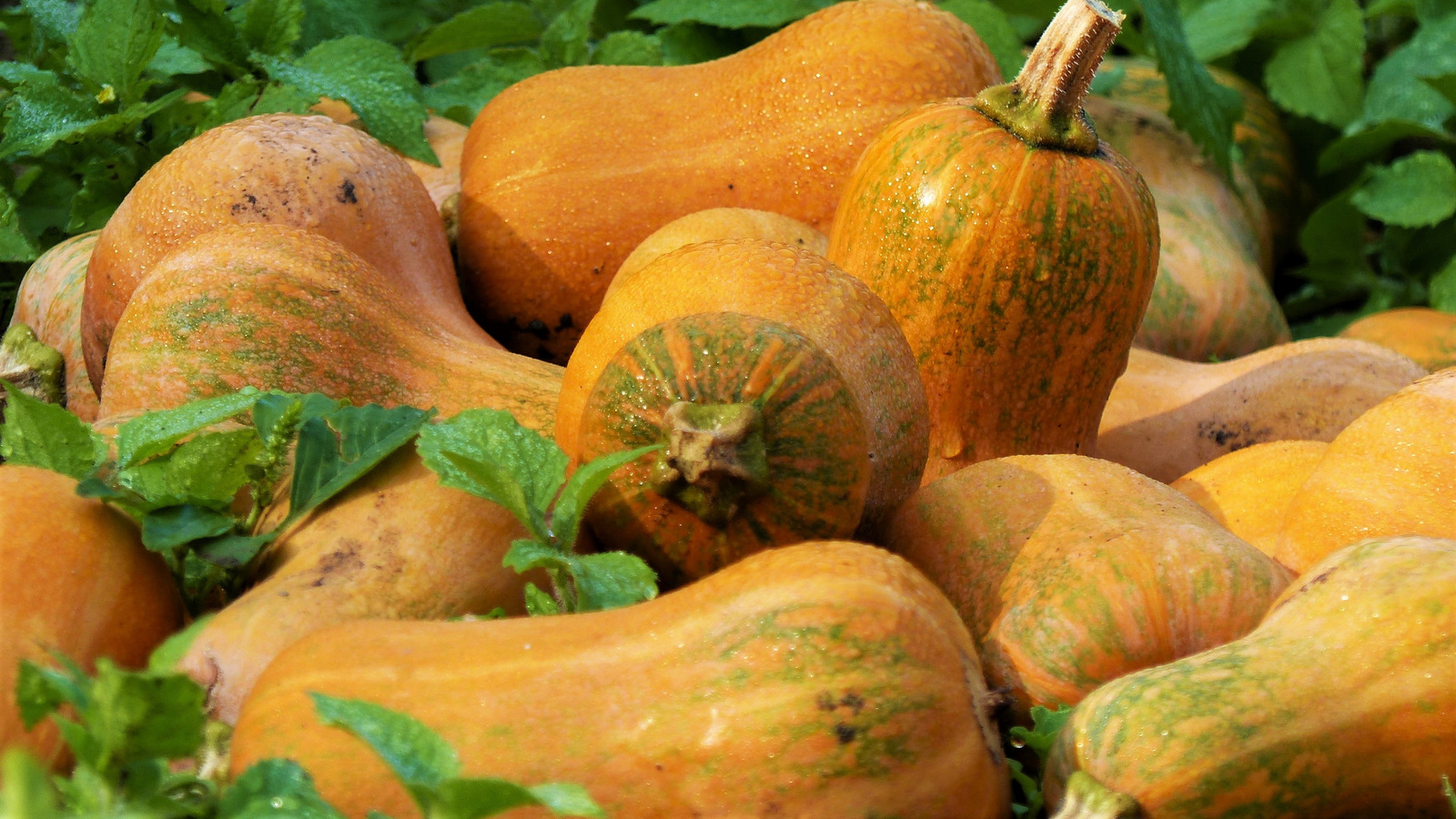 What Is Honeynut Squash And How Do You Best Cook It?