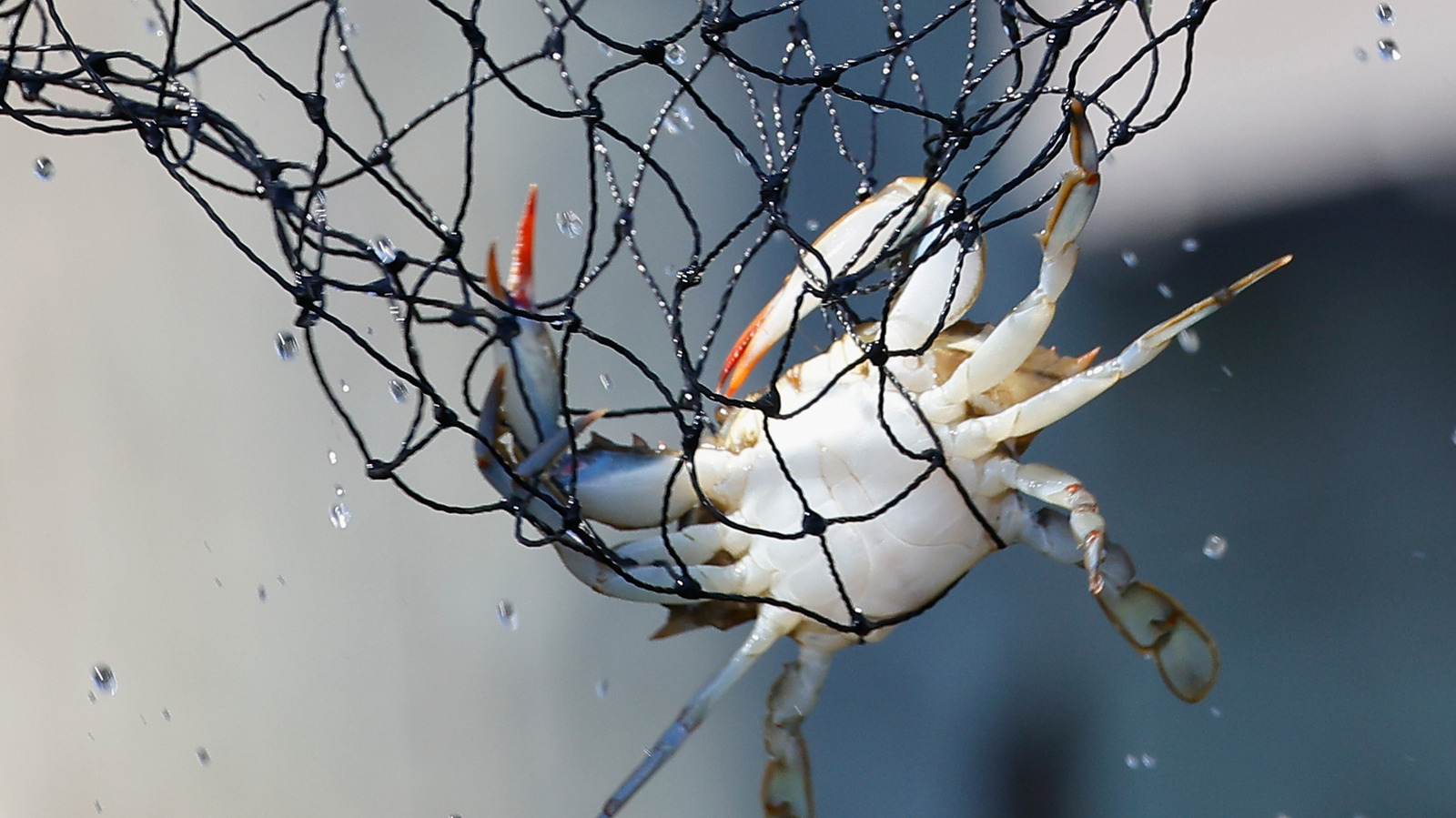 What Is Pasteurized Crab Meat And Does It Taste Any Different?