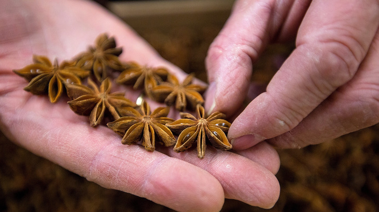 Star anise in hand