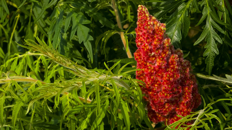Sumac plant outdoors with green leaves