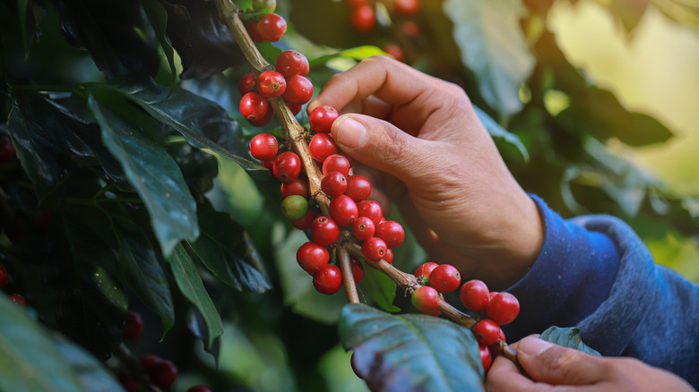 Worker's hand harvesting coffee beans