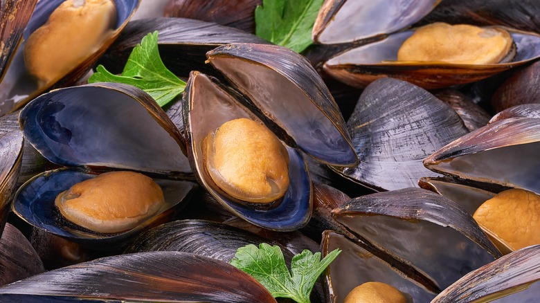 Open mussels 
