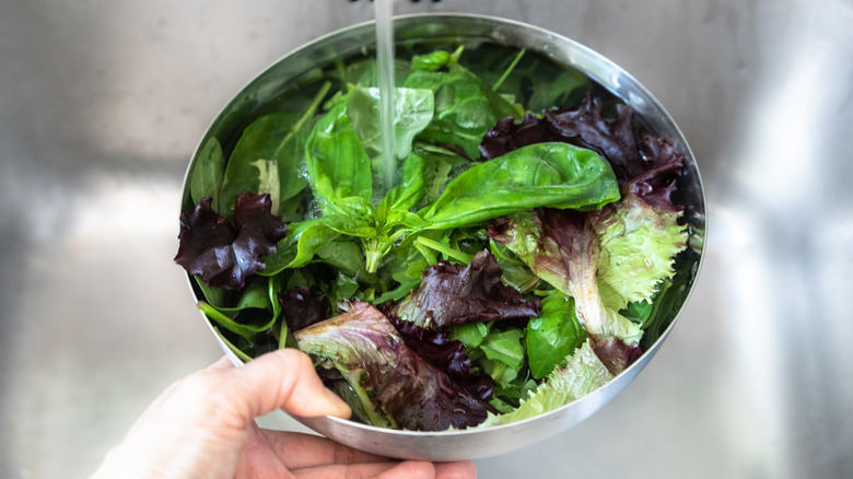 washing lettuce in a bowl