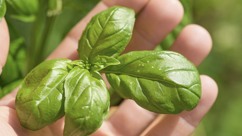 Hand holding fresh basil