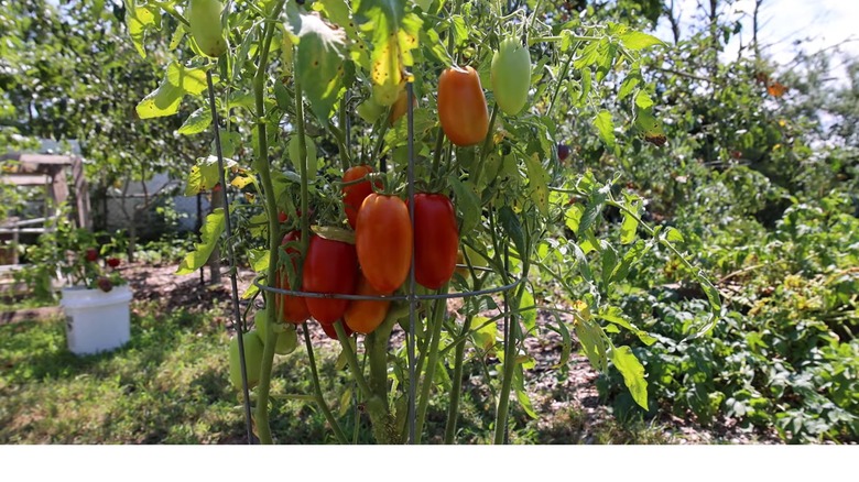 A roma tomato plant in a garden showing a cluster of red, ripe tomatoes as well as some green ones