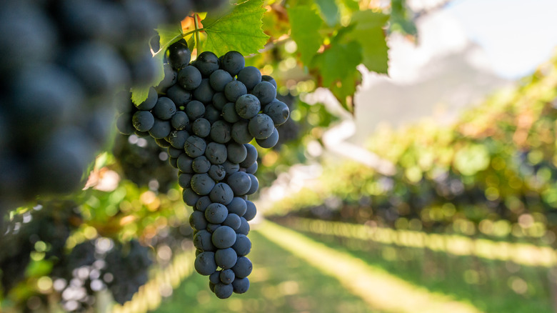 Cabernet Sauvignon grapes hanging in a vineyard