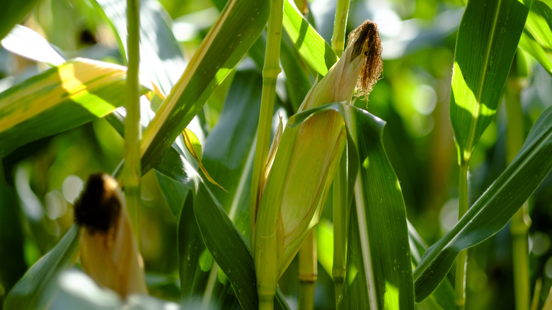 Growing corn stalk