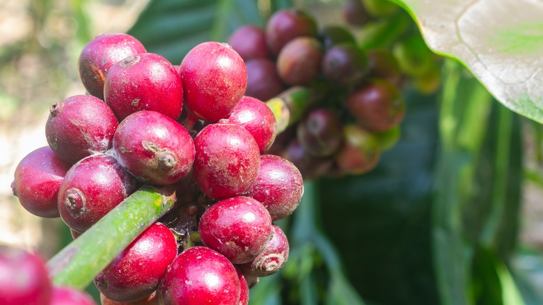 excelsa coffee beans on a vine