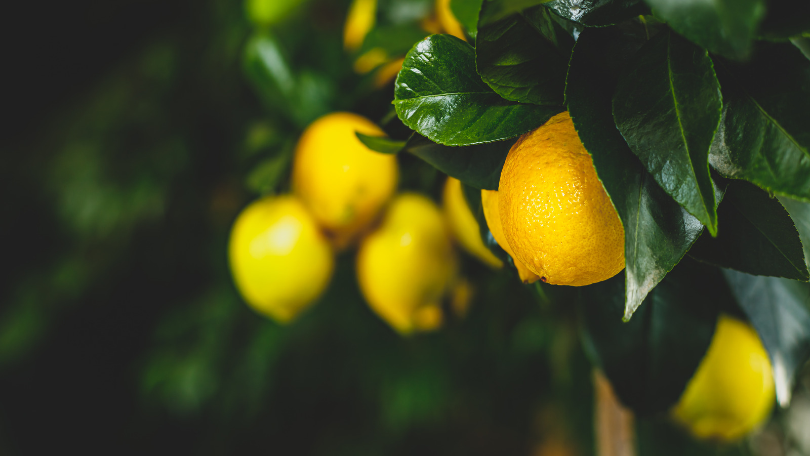 What Makes Fino Lemons So Unique?