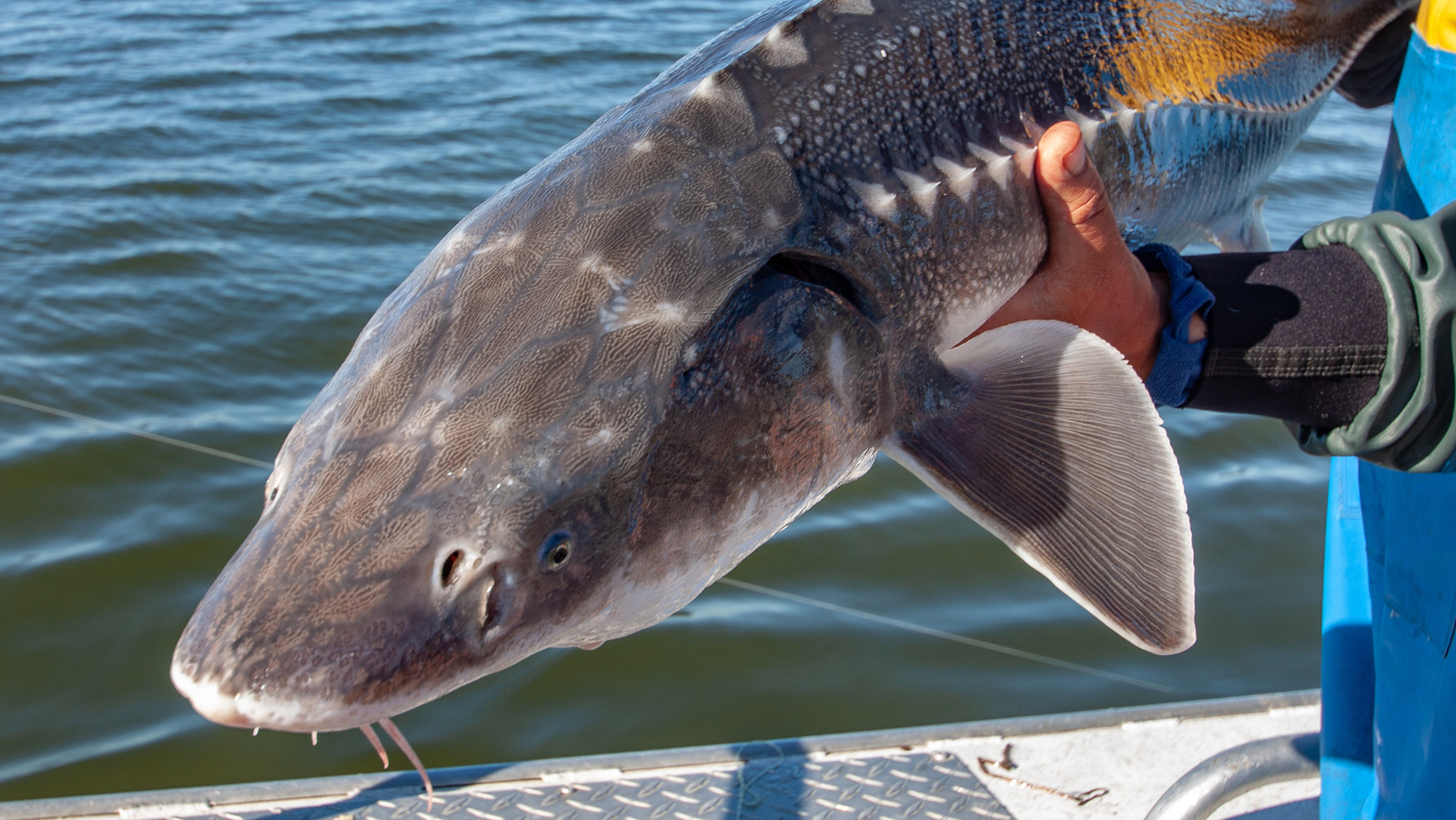 What Makes Idaho's Sturgeon Special