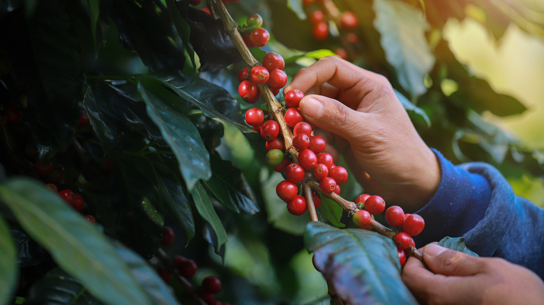 harvest of Indonesian coffee cherries