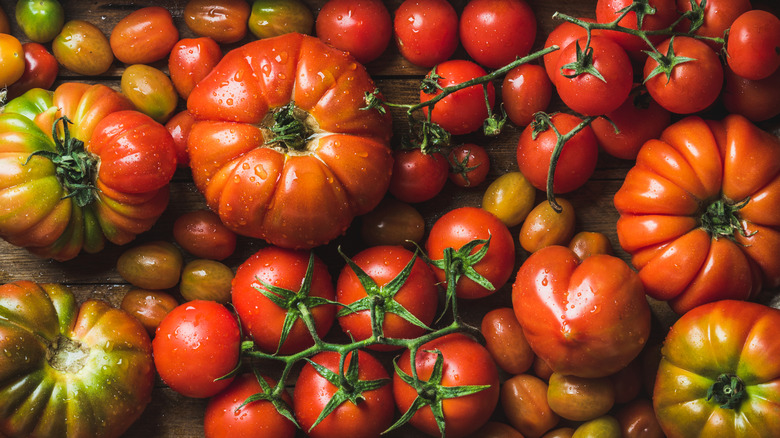 Overhead view of various tomato varieties
