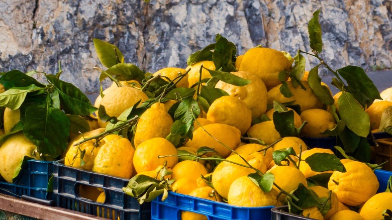 Selling Amalfi lemons