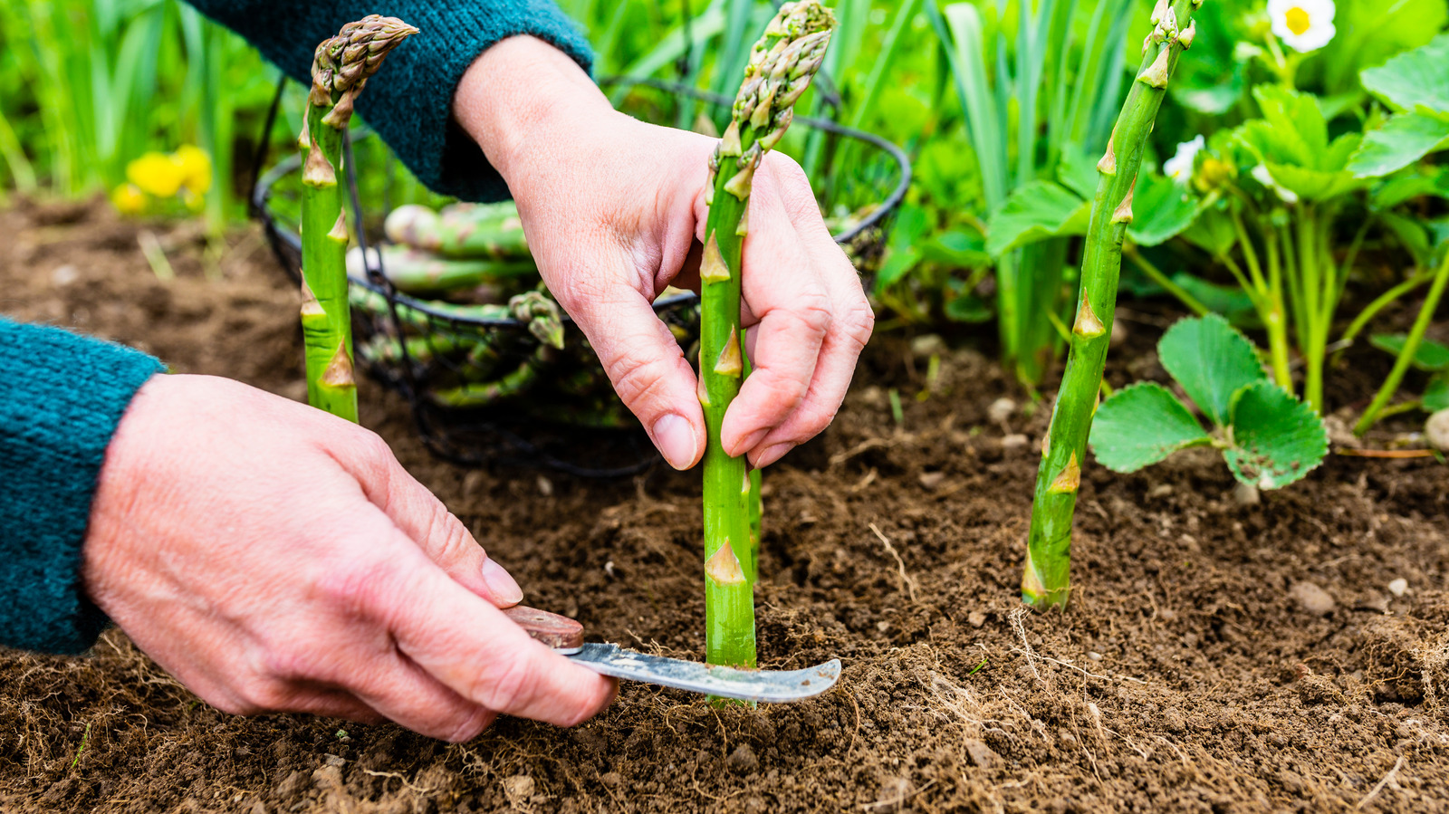What Makes Jersey Giant Asparagus Unique