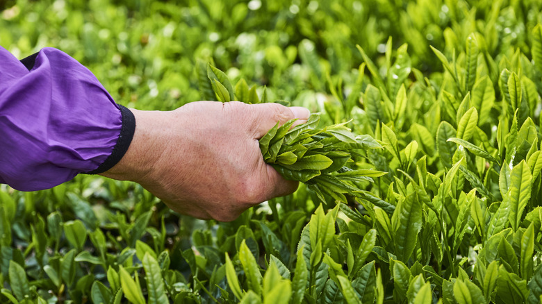 picking tea leaves by hand