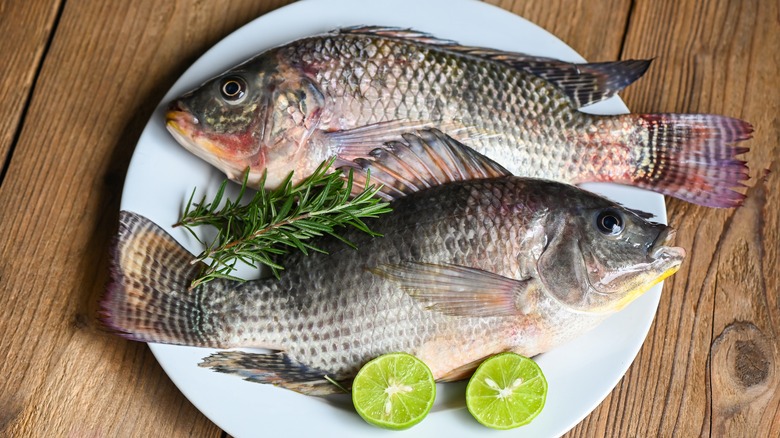 Two raw Nile tilapia fish on plate