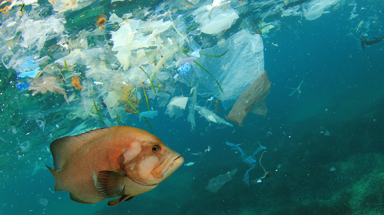 Fish surrounded by ocean pollution